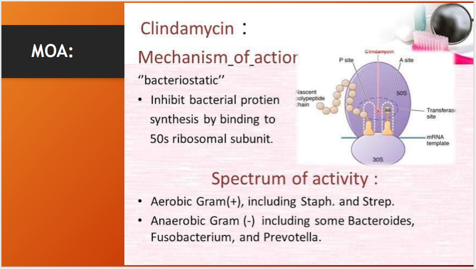 BPO Plus Cream (2% Benzoyl Peroxide + 1% Clindamycin) – Acne Treatment Cream for Pimples, Breakouts & Oily Skin (15g)