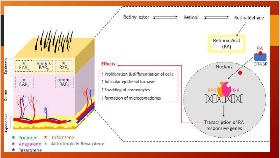 Tretinoin Cream 0.05% – Acne Treatment & Skin Renewal (15g)